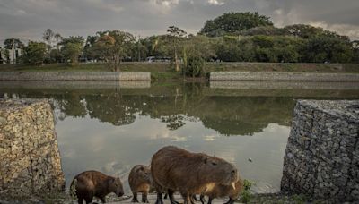 Capivaras ganham rampas nas margens do rio Pinheiros; trânsito ainda é perigo para animais