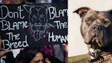 Fears Rise As The UK’s Ban On American XL Bully Draws Near, Dogs Risk Being Euthanized