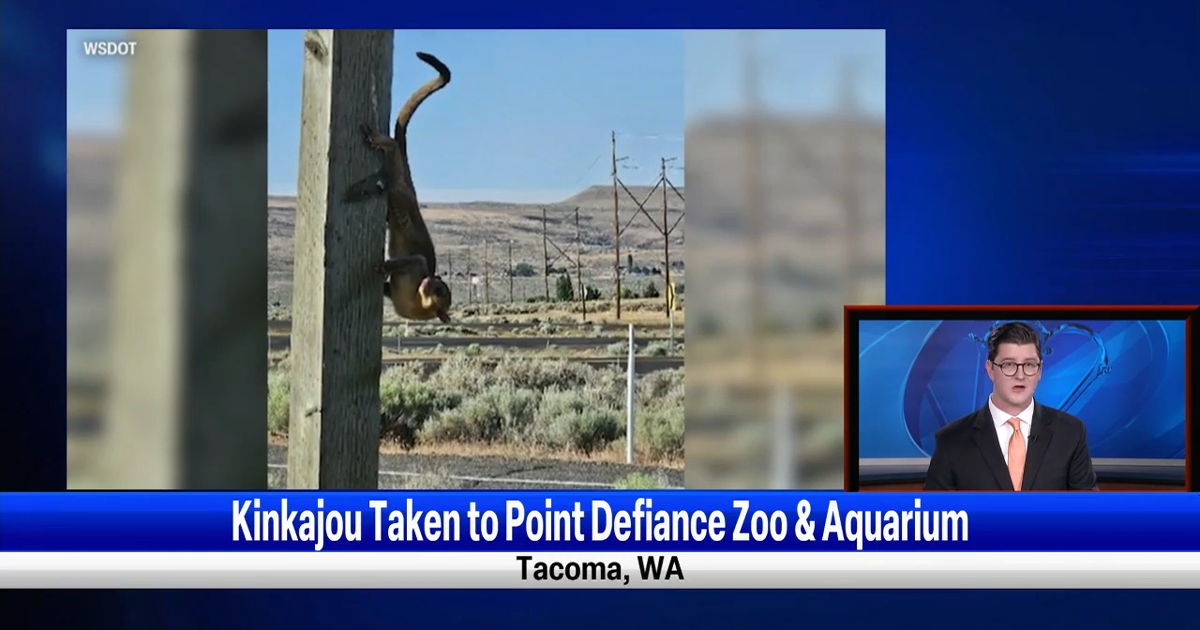 Kinkajou found at Yakima rest stop finds home at Point Defiance Zoo in Tacoma