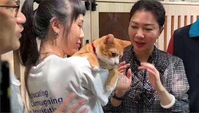 猴硐貓公所來了！ 橘貓「銅鑼燒」升任最萌所長