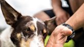 What Seeds Can Dogs Eat? 6 That Are on the Table