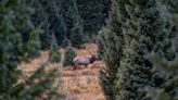 Colorado Eliminates Over-the-Counter Archery Elk Tags for Nonresidents