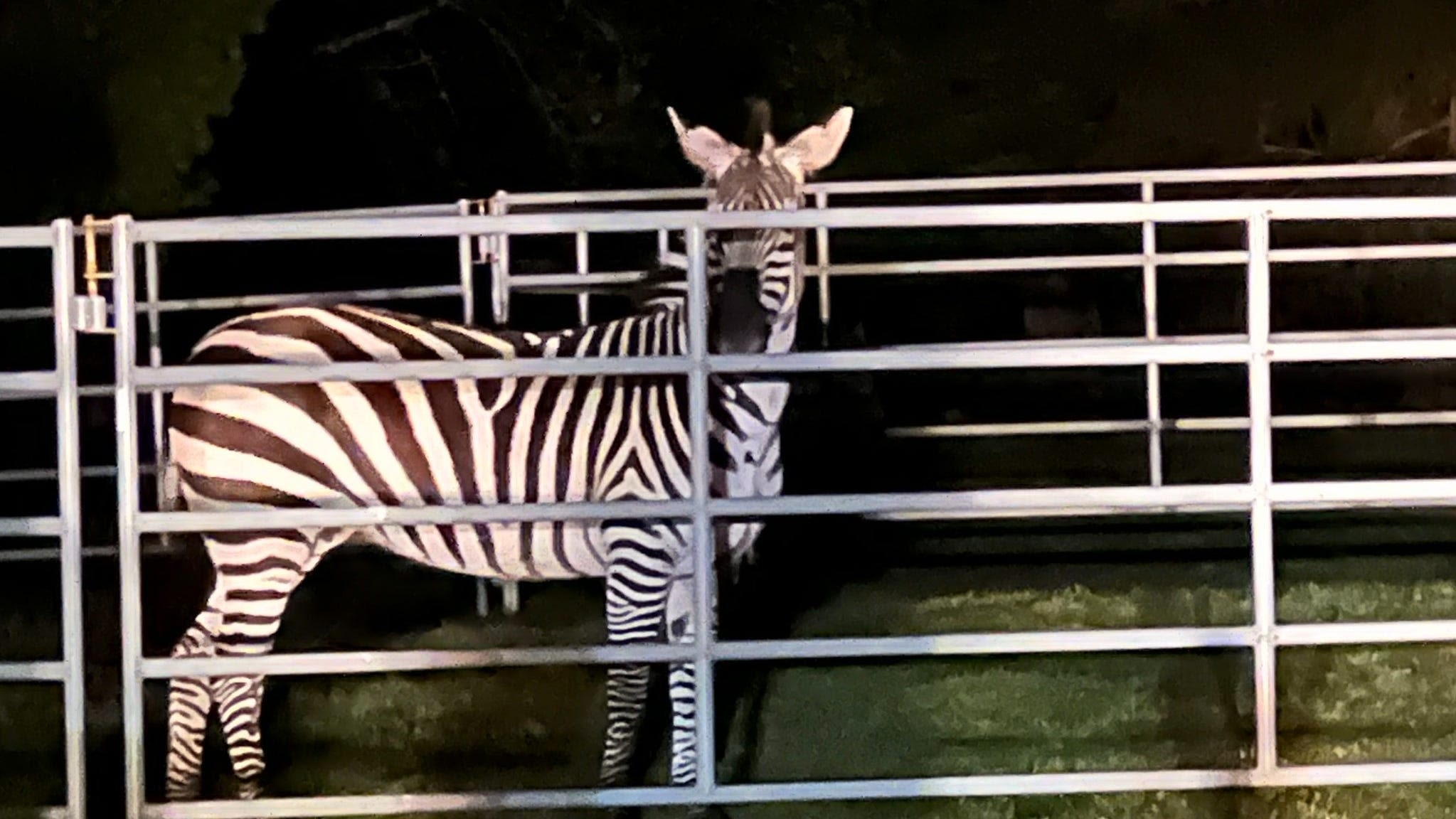 'It was quite a show': Escaped zebra caught in Washington yard after 6 days on the run