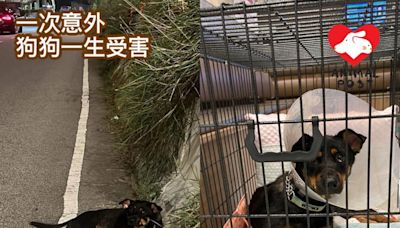 屯門被車撞狗女脊骨骨折 恐永久後腳癱瘓 - 香港動物報 Hong Kong Animal Post