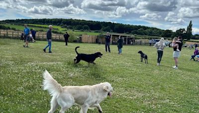 Super-cheap Ollerton dog playground is the perfect place to wear out your pooch