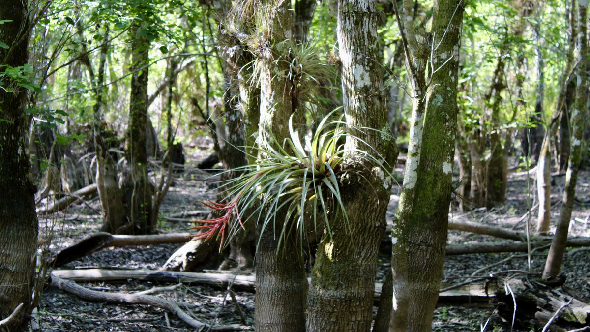 Lawsuit claims Florida bought contaminated land for Everglades conservation