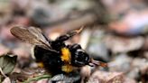 Silent fields: a cocktail of pesticides is stunting bumblebee colonies across Europe, study shows