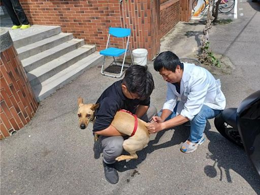 台中「揪團」享好康 湊10隻貓狗可預約到府打狂犬疫苗 - 寶島