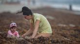 Will there be seaweed, red tide on Florida beaches for Spring Break 2024?