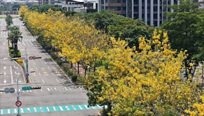 台中飄阿勃勒黃金雨 市府公布「美炸熱點」