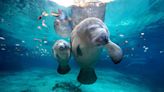 What It Is Like To Swim With Manatees In Florida