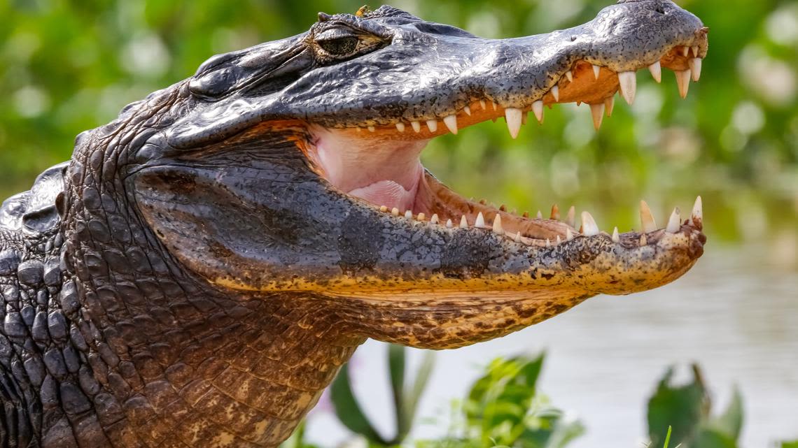 Crocodile relocated to Florida park travels 100 miles back to where it came from, reports say