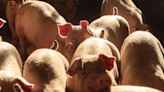 Finished pigs turn a profit with prices stable at 210p/kg - Farmers Weekly
