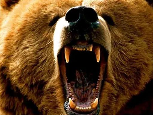 Un oso devoró a una chica de 19 años en un sendero turístico en Rumania | Mundo