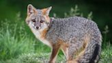 Mother restrains rabid fox that bit 4-year-old