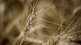 Scientists are on a quest for drought-resistant wheat, agriculture's 'Holy Grail'