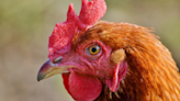 Bird flu: Black vultures dying, mammals getting infected. Are humans at risk?