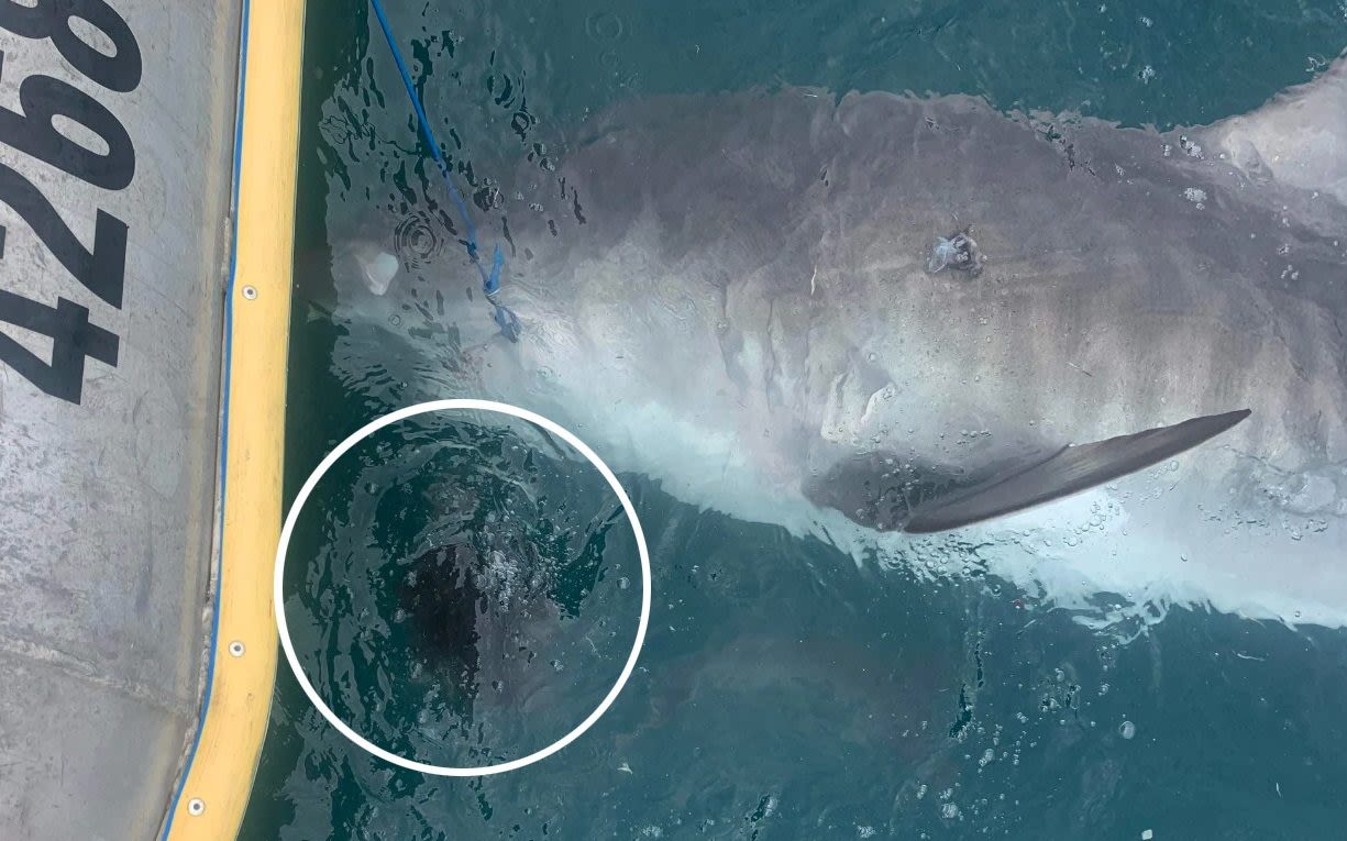 Vomiting shark shocks Australian scientists