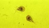 What is Giardia? The stomach bug parasite outbreak which shut down a Liverpool primary school
