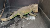 Iguana atemorizó a habitantes de Azcapotzalco al ocultarse en una coladera