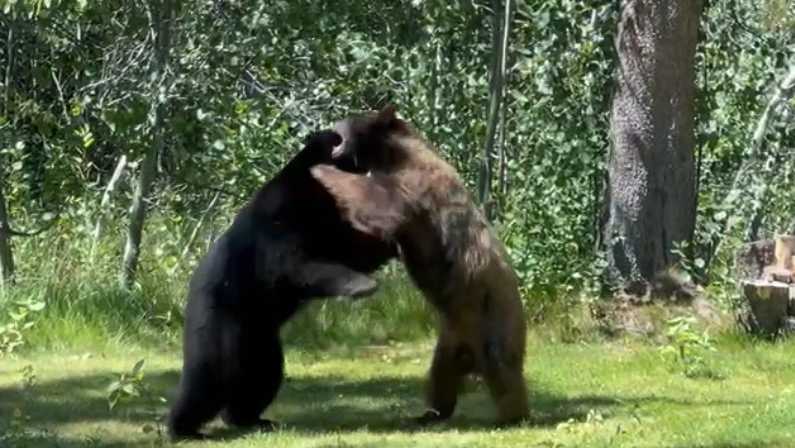 Watch: 2 bears wrestle outside South Lake Tahoe cabin