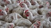 South Africa culls about 7.5M chickens in effort to contain bird flu outbreaks
