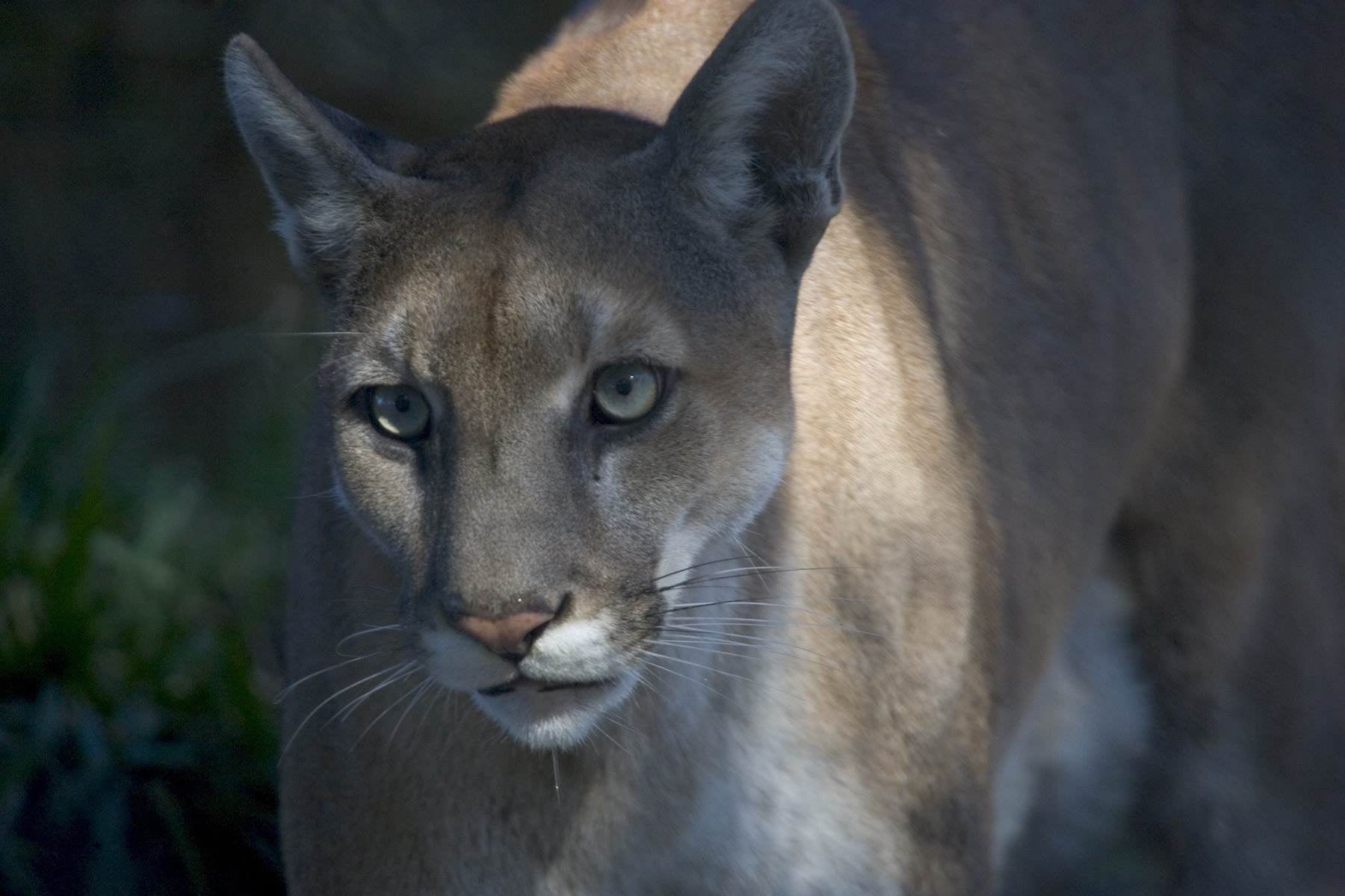 The Florida Panther Is Clawing Back From Brink of Extinction. Florida Democrats Just Made It Their New Mascot.