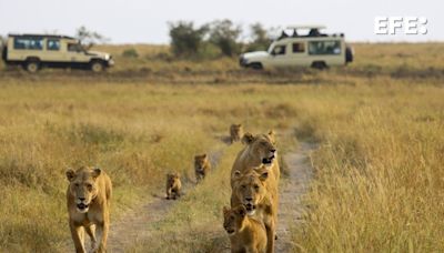 Los esfuerzos del Masái Mara para evitar las avalanchas de turistas