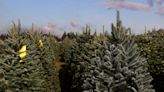 Want a U-cut Christmas tree experience for the family? Visit these farms near Salem