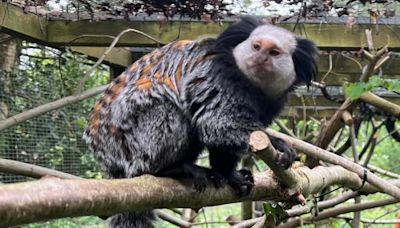 Monkey kept in inappropriate conditions - rescue