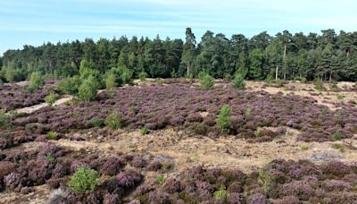 El cambio climático afecta a las aves migratorias en España por la degradación de la biodiversidad