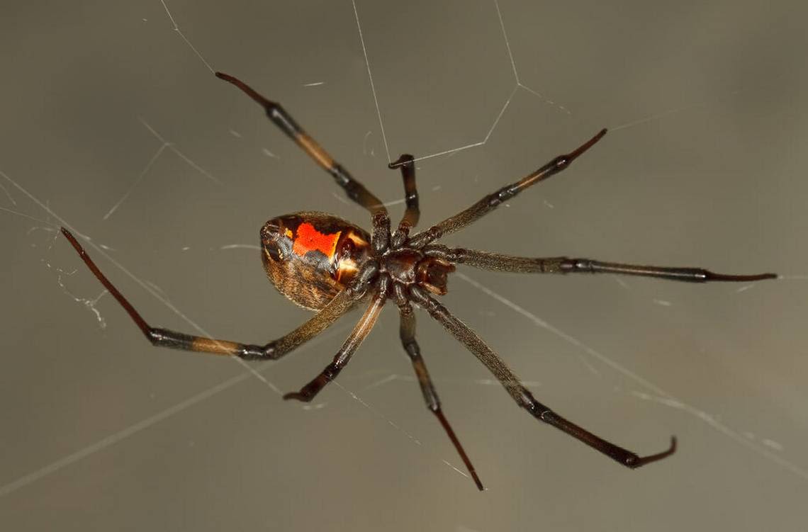 Rain is causing these critters to invade Myrtle Beach area homes. Watch out for these