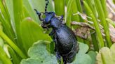 Vorsicht - Diese giftigen Tiere treiben sich auch in Ihrem Garten rum