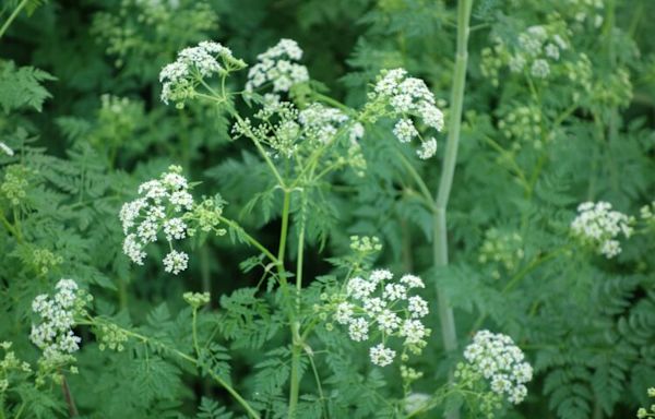 Public Service Announcement: Poison Hemlock is in bloom!