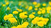 It's peak dandelion season. Here's how long it will last