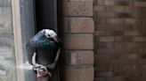 Pigeon Builds a Nest in NYC Apartment Window and Everyone Is Invested