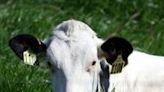 In the United States, 52 herds of dairy cows have been infected with the HPAI H5N1 strain of bird flu, with two human infections involving farm workers who developed mild symptoms