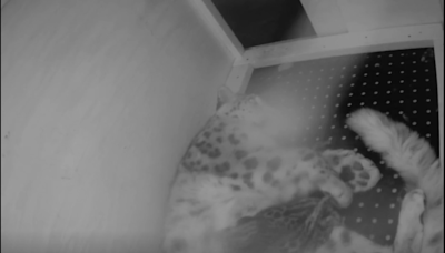 Hogle Zoo welcomes two baby snow leopards