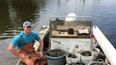 Oyster restoration efforts at new heights on Chesapeake Bay, with these groups leading way