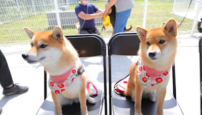 與毛小孩一起快樂玩耍！ 基隆市首座寵物公園在暖暖