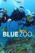 Blue Zoo