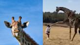 Watch: TikToker goes airborne after wild giraffe's brutal kick sparking funny reactions