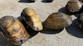 Marine toxins close mussel harvesting along entire Oregon coast