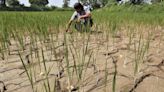 India's summer-sown crop planting lags on uneven monsoon rains