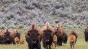 Drunk Man Kicks Yellowstone Bison, Hurts Himself, and Gets Arrested