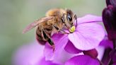 A vaccine for bees has an unexpected effect