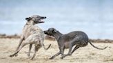 Cuáles son las 10 razas de perros más veloces del mundo