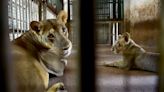 Hyderabad zoo worker leaves cage door open, attacked by lion