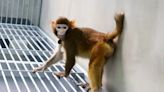 Científicos chinos clonan el primer macaco Rhesus; tiene 2 años y goza de buena salud