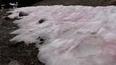¿Qué es la "nieve de sandía"? El fenómeno que tiñe de rosa y rojo las montañas de Utah